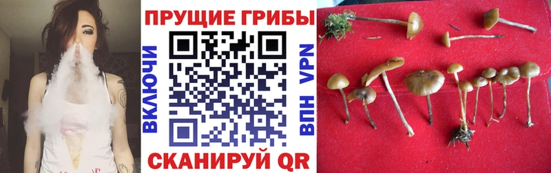 Купить  Апшеронск  Псилоцибиновые грибы Psilocybine cubensis 